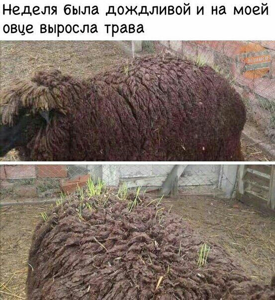 Неделя была дОЖдЛИВОЙ И на овце выросла трава