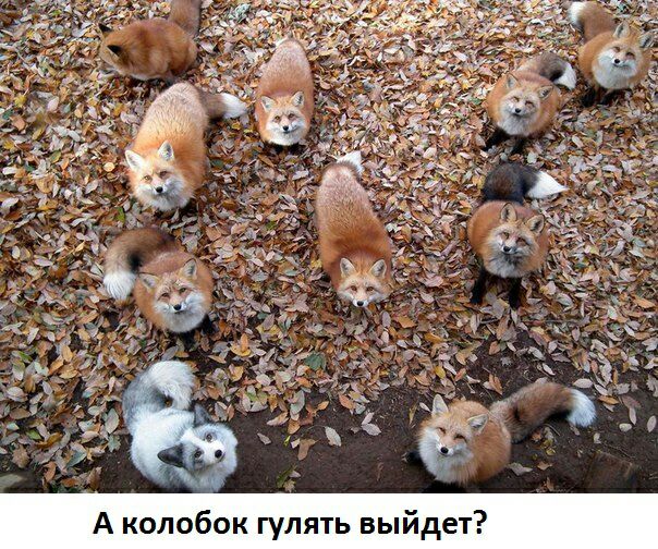 А колобок гулять выйдет