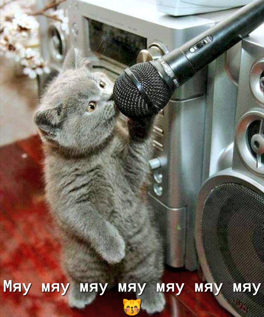 Мяу мя мяу мяУЪ яу мЁу мяу 3 эш