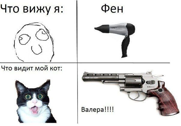Что вижу я Фен Что видит мой кот