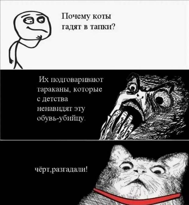 Почем коты гадят в тпгпш Их овиршзшщ шрцшпы кошрыв с Детства пспишцяг щ обувь бпйцу чер 1 ри 51 алыми