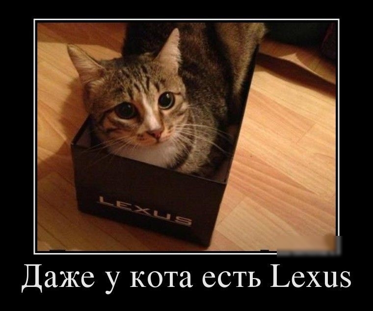 Даже у кота есть Ьехиз