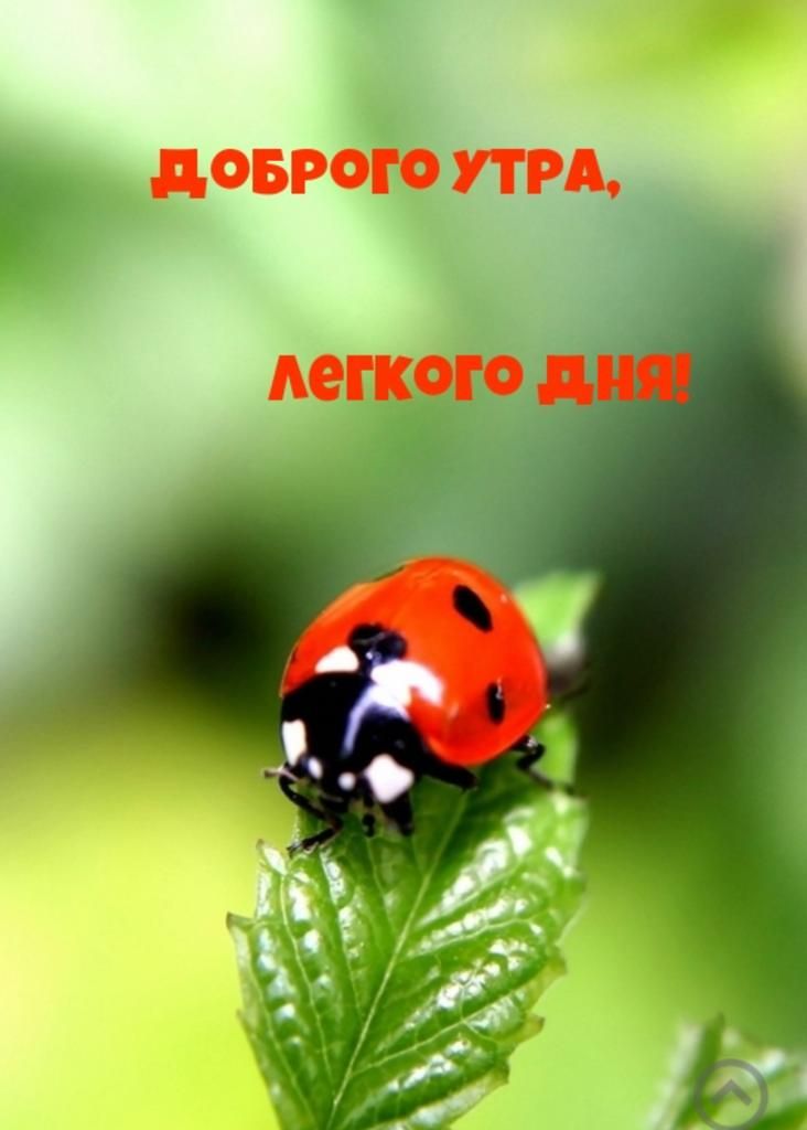 доврого УТРА