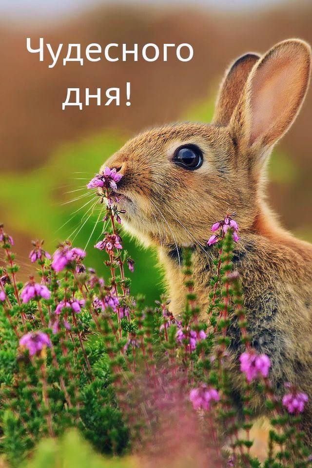 Будесного
