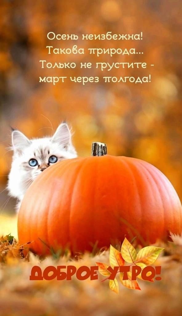 Осень неизбежна Такова природа Томко не грусти ге март через голода