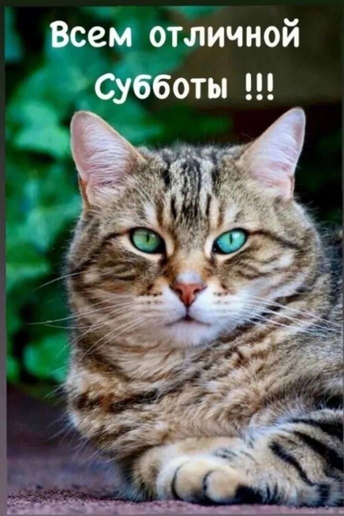 Всем отличной Субботы