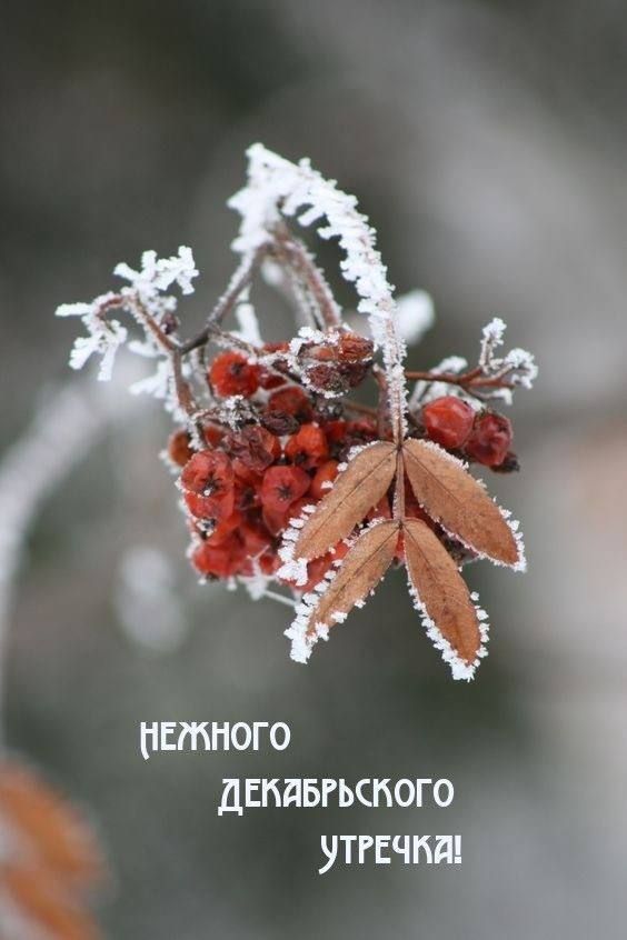 шинного двпдвгьспого утгсч