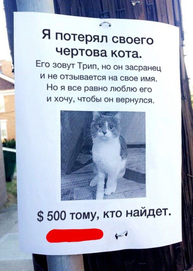 Я потерял своего ЧЭРТОВд кота Его зовут Трип но он засранец и не отзывается на свое имя Но я все равно люблю его и хочу чтобы он вернулся 500 тому кто найдет