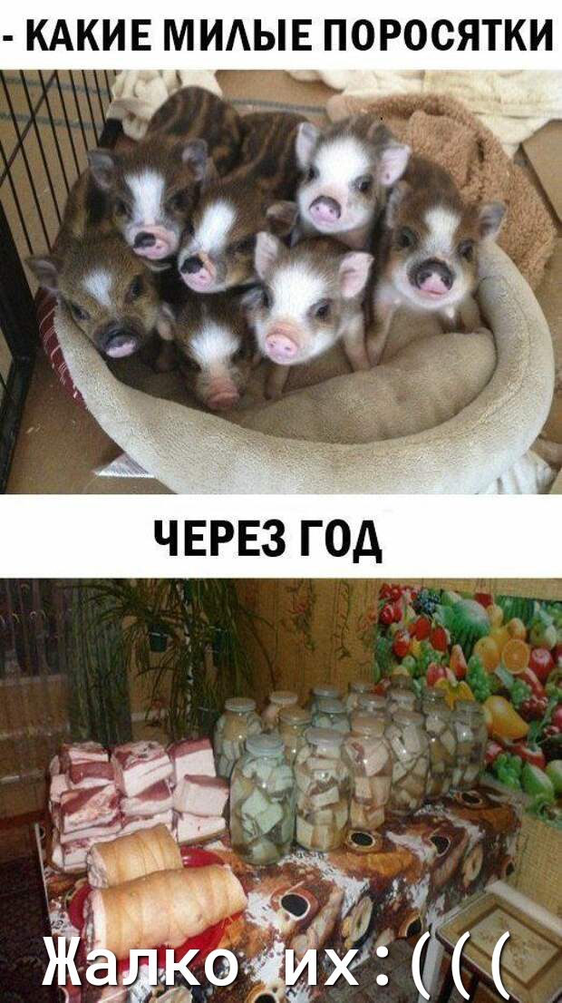 КАКИЕ МИАЫЕ ПОРОСЯТКИ