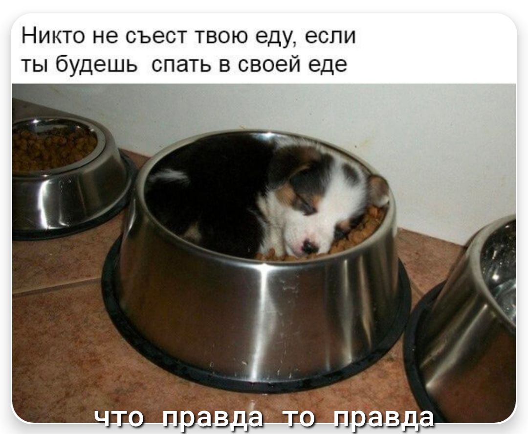 Никто не съест твою еду если ты будешь спать в своей еде