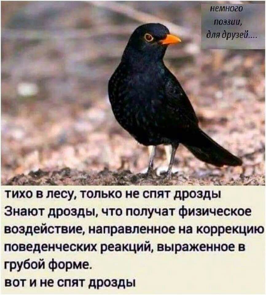 тихо в лесуітолько не спят дрозды Знают дрозды что получат физическое воздействие направленное на коррекцию поведенческих реакций выраженное в грубой форме вот и не спят дрозды