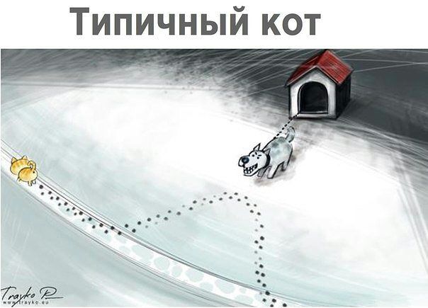 Типичный кот