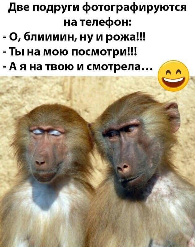 две подруги фотографируются на телефон 0 блиииин ну и рожа Ты на мою посмотри А я на твою и смотрела