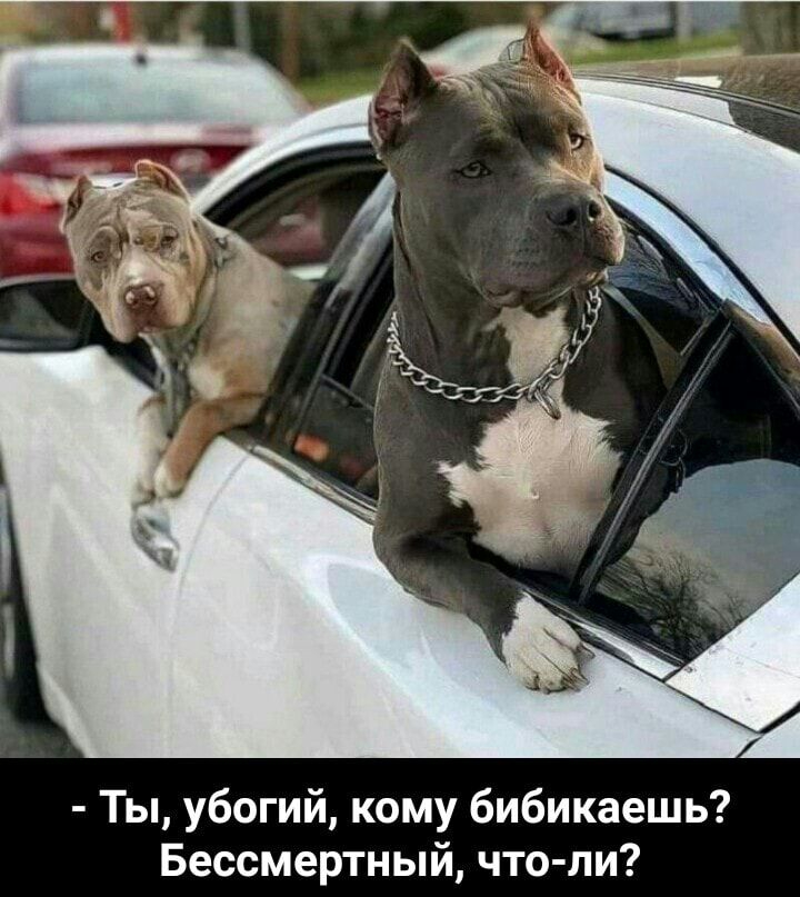 Ты убогий кому бибикаешь Бессмертный что ли