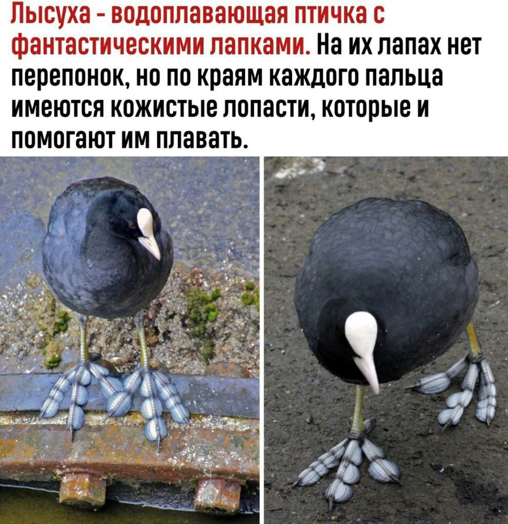 Лысуха водоплавающая птичка с фантастическими лапками На их лапах нет перепонок но по краям каждого пальца имеются кожистые лопасти которые и помогают им плавать
