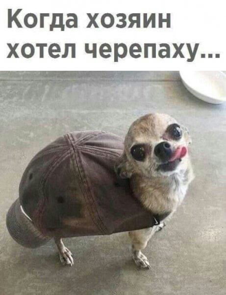 Когда хозяин хотел черепаху кщ_ш