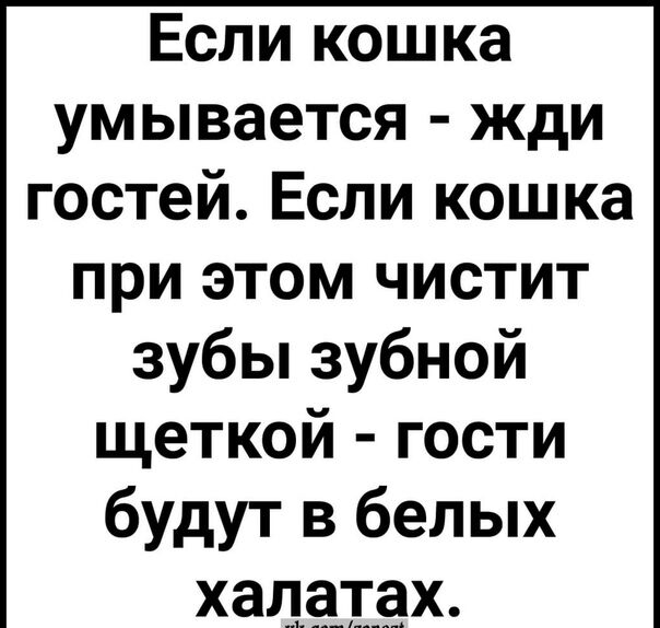 Если кошка умывается жди гостей Если кошка при этом чистит зубы зубной щеткой гости будут в белых ХЭЦЁТЁХ