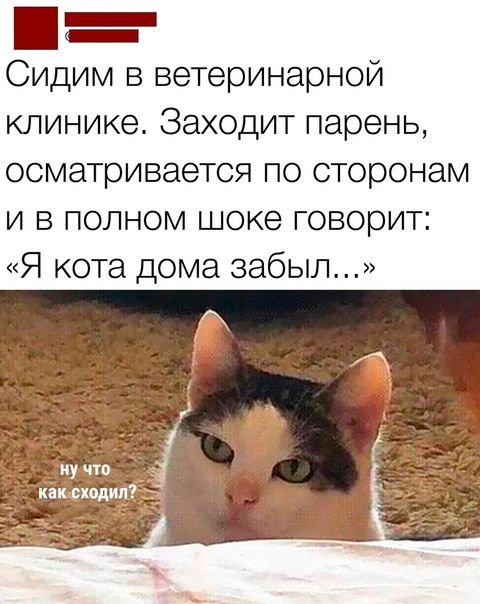 Сидим в ветеринарной клинике Заходит парень осматривается по сторонам и в полном шоке говорит Я кота дома забыл