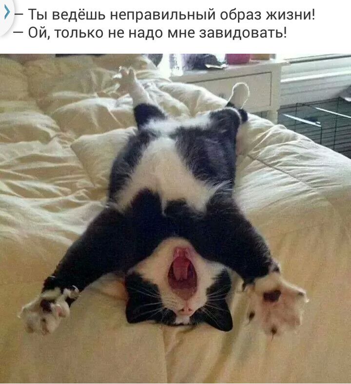 Ты ведёшь неправильный образ жизни Ой только не надо мне завидовать вк _ ___