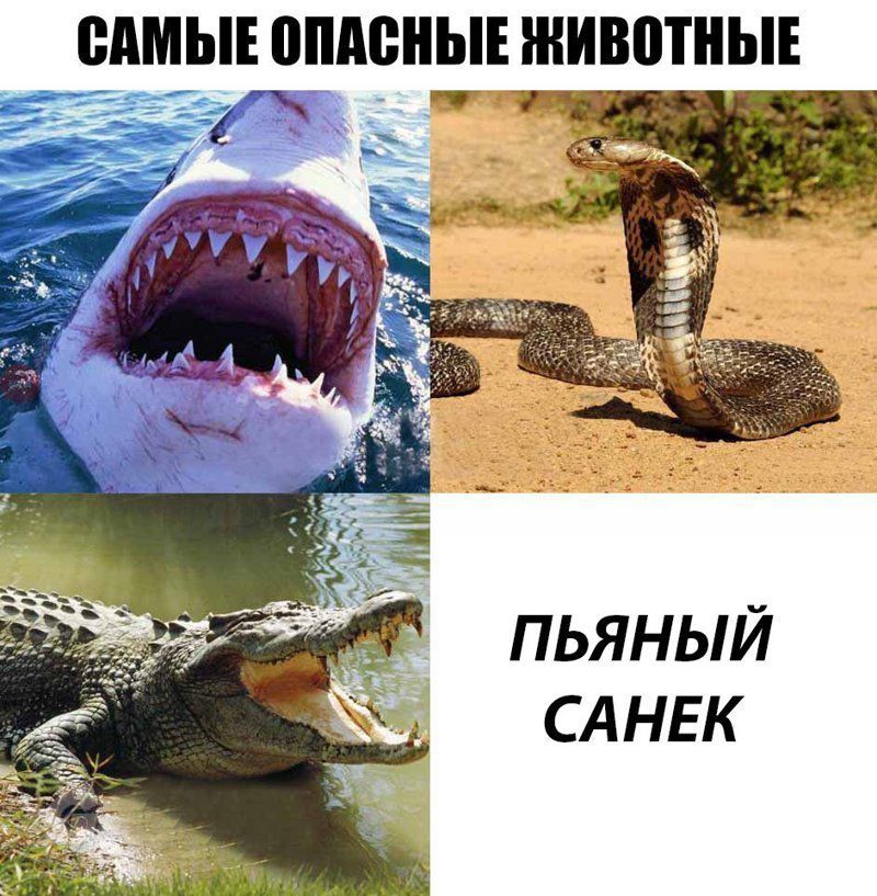 САМЫЕ ШШШЫЕ ШИВПТНЫЕ Тм за д _ ПЬЯНЫЙ САНЕК