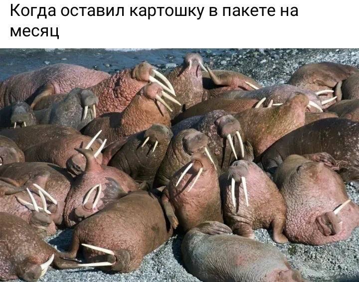 КОГДЗ ОСТЭЕИП картошку В пакете на месяц