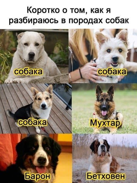 Коротко о том как я разбираюсь в породах собак