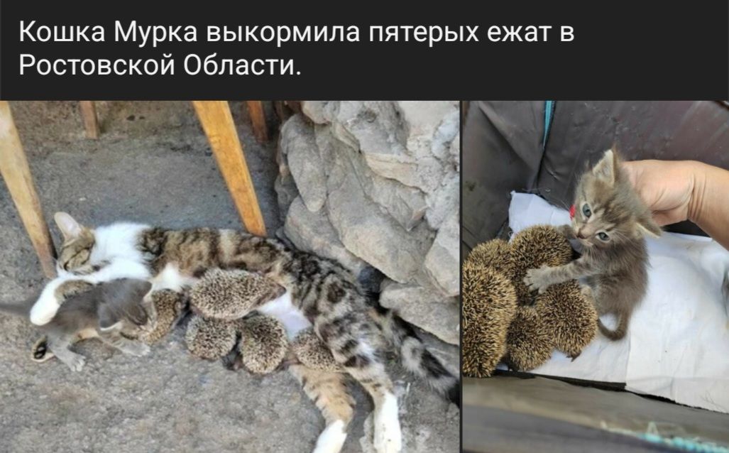 Кошка Мурка выкормипа пятерых ежат Ростовской Области