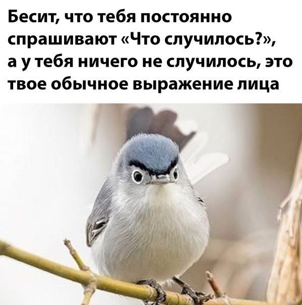 Бесит что тебя постоянно спрашивают Что случилось а у тебя ничего не случилось это твое обычное выражение лица