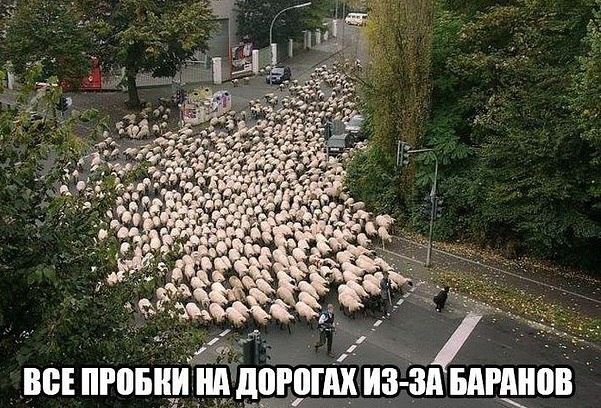 ш пгпвид ид доши инд вдщиов
