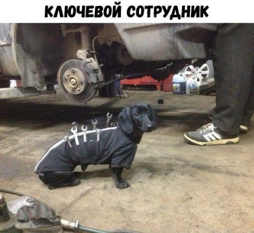 КМОЧЕВОЙ СОТРУДНИК