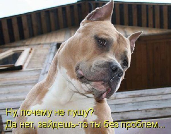ЁПТпшему не пущу Да н г залпа в го 3310393 проблем