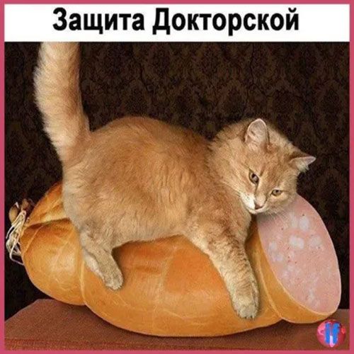 и 0 к с р о т к о д а т Щ а 3
