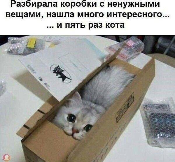 Разбирапа коробки ненужными вещами нашла много интересного и пять раз кота