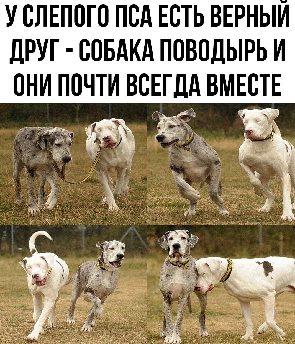 У БЛЕППГП ПСА ЕСТЬ ВЕРНЫИ ЛРУГ СОБАКА ППВПДЫРЬ И И ПОЧТИ ВСЕГДА ВМЕСТЕ ггг МФЦЁ м