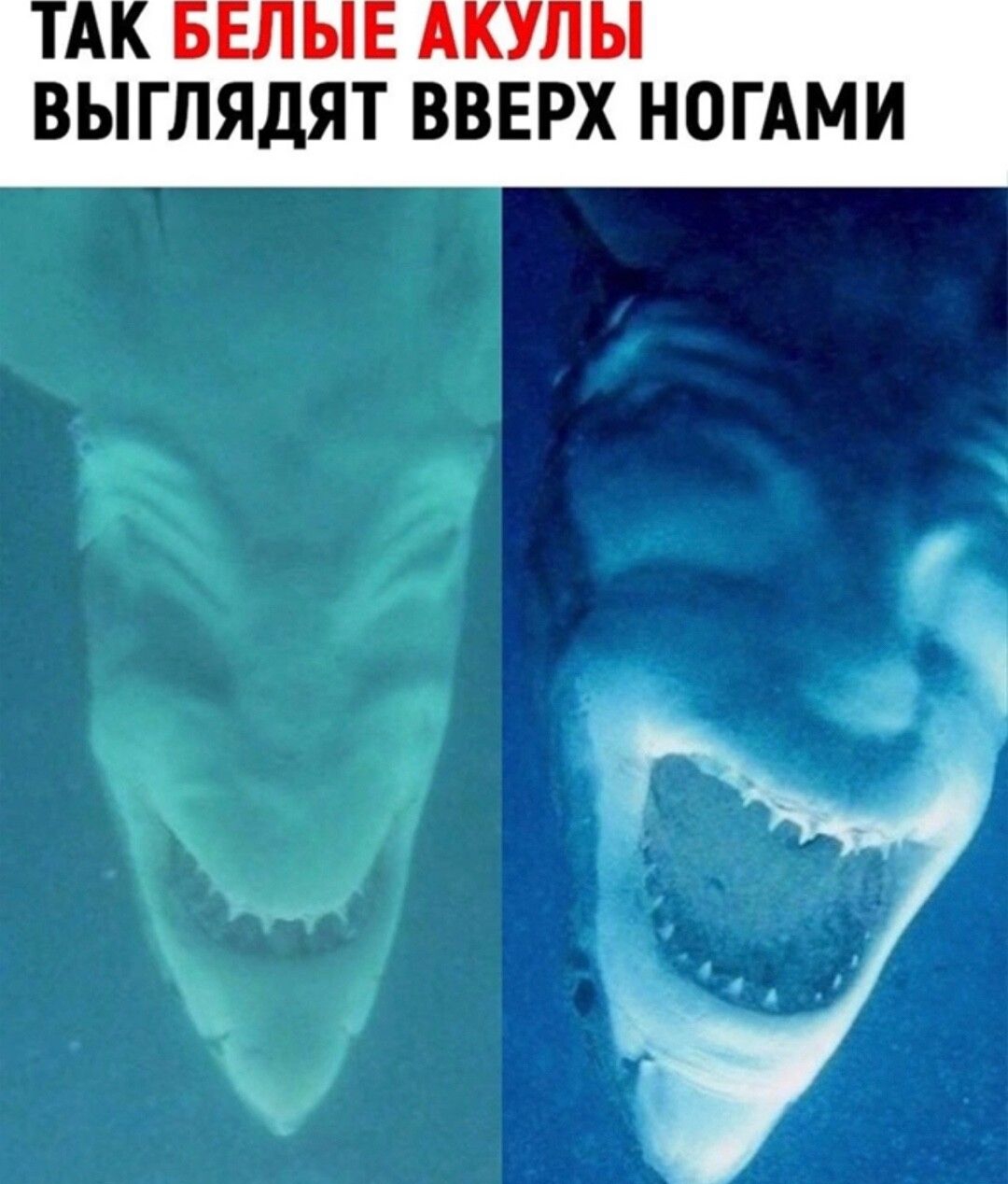 ВЫГПЯДЯТ ВВЕРХ НОГАМИ 2 9 эк