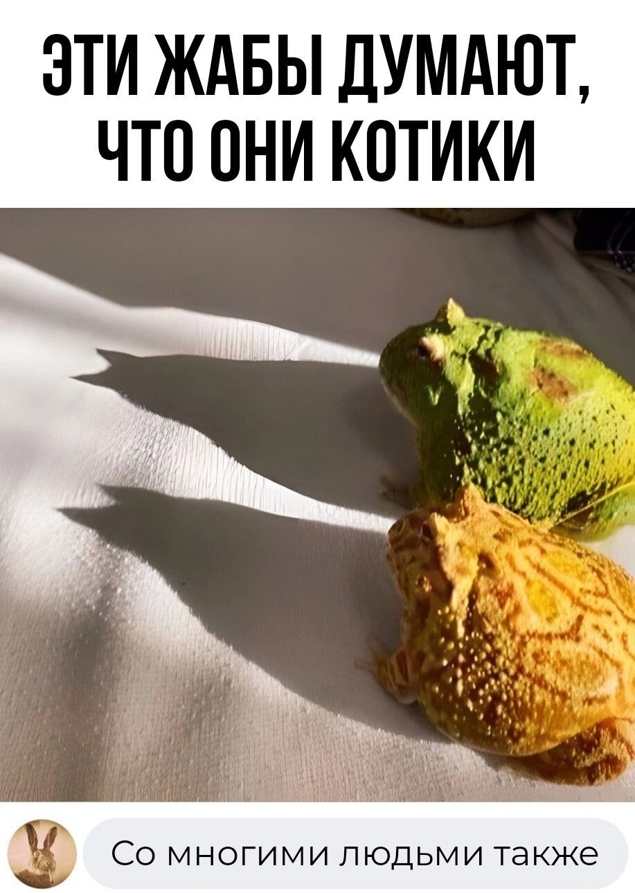 ЭТИ ЖАБЫ ДУМАЮЪ ЧТО ОНИ КПТИКИ