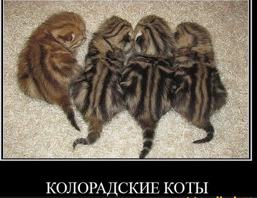 КОЛОРАДСКИЕ коты __