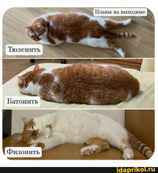 мы 1ицгпнн Чпипшг