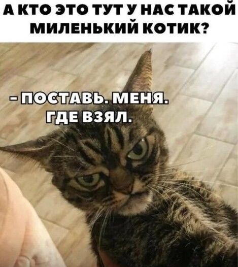 А КТО ЭТО ТУТ У НАС ТАКОЙ МИЛЕНЬКИИ КОТИК