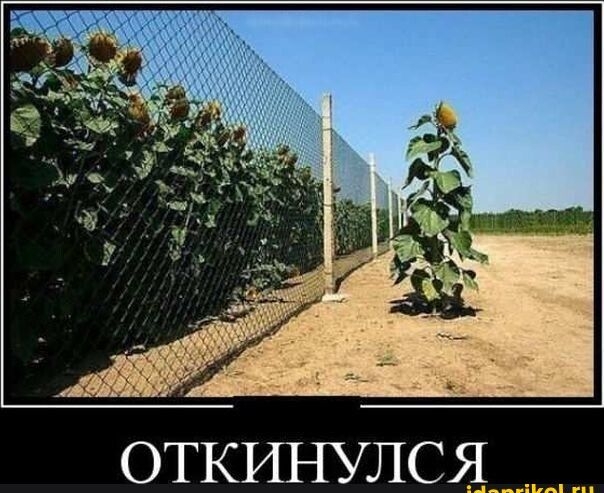 Я ш И К Т О