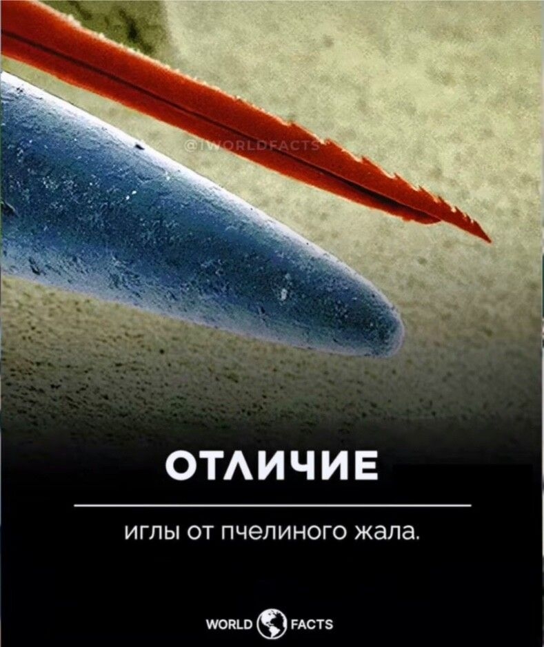 омичив игпы от пчелиного жала