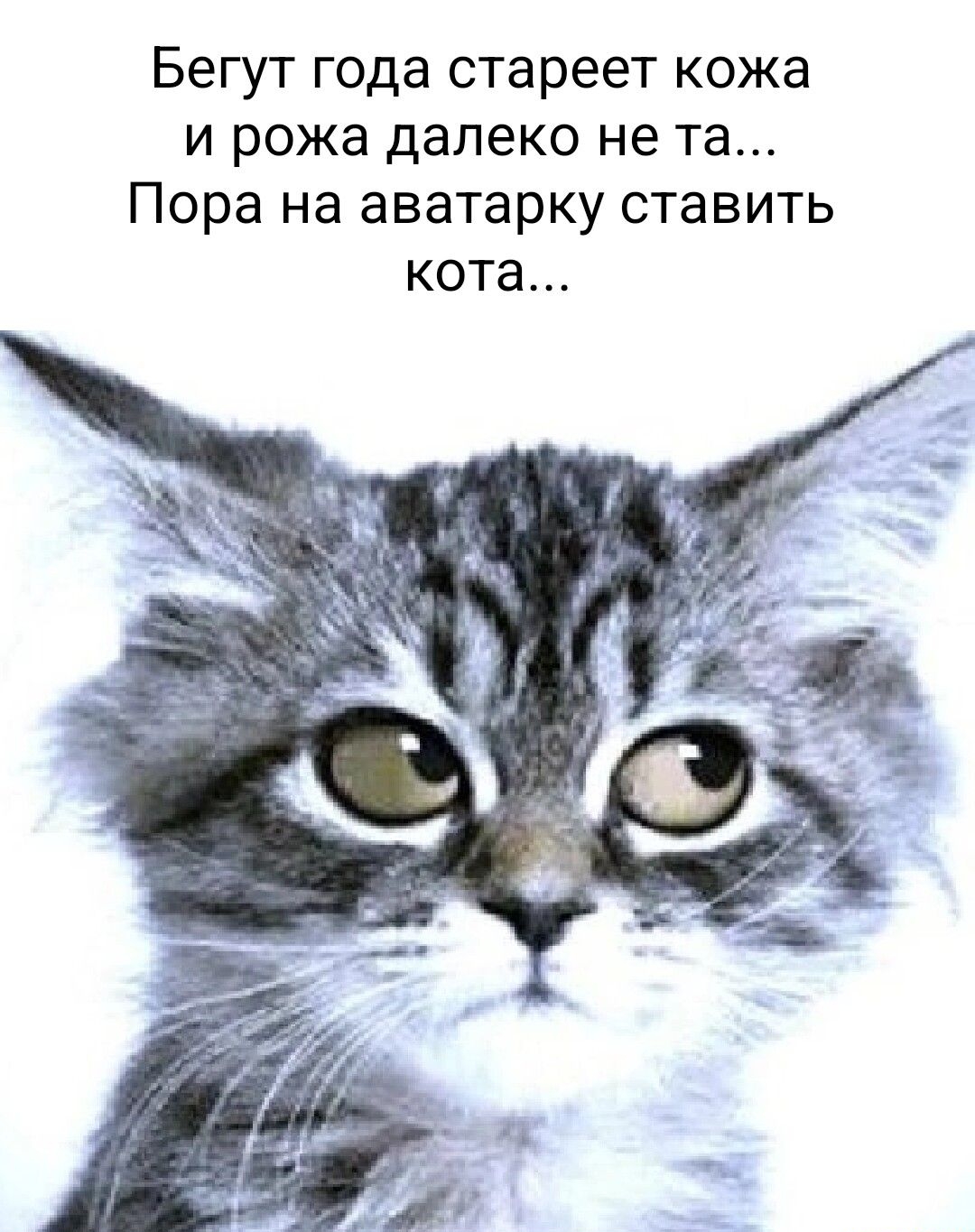 Поставь кот. Юмор ФМ коты.