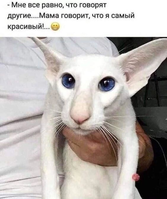 Мне все равно что говорят другиеМама говорит что я самый красивый в