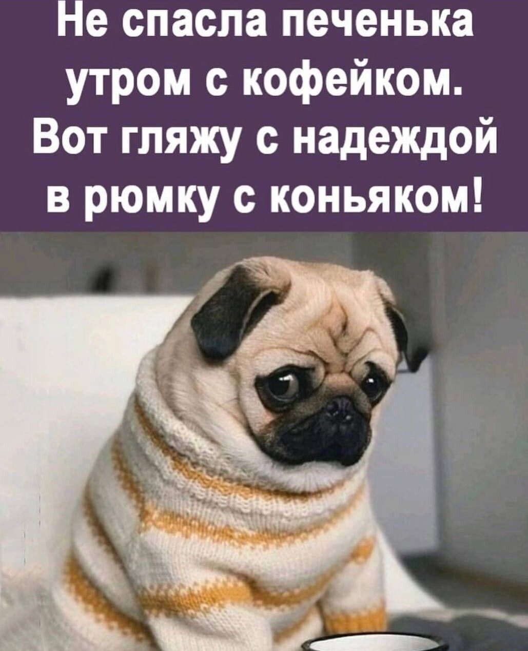 Не спасла печенька утром с кофейком Вот гляжу с надеждой в рюмку коньяком