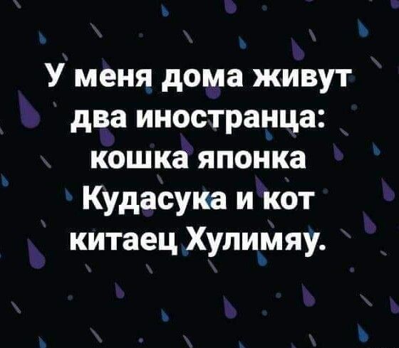 У меня дома живут два иностранца кошка японка Кудасука и кот китаец Хули_мяу