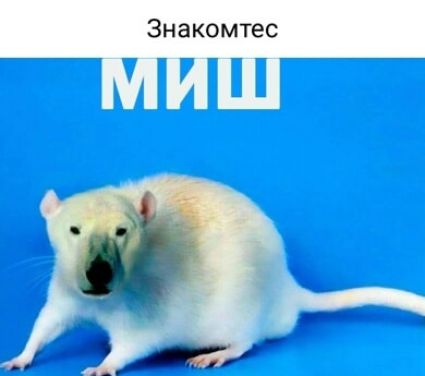 Знакомтес