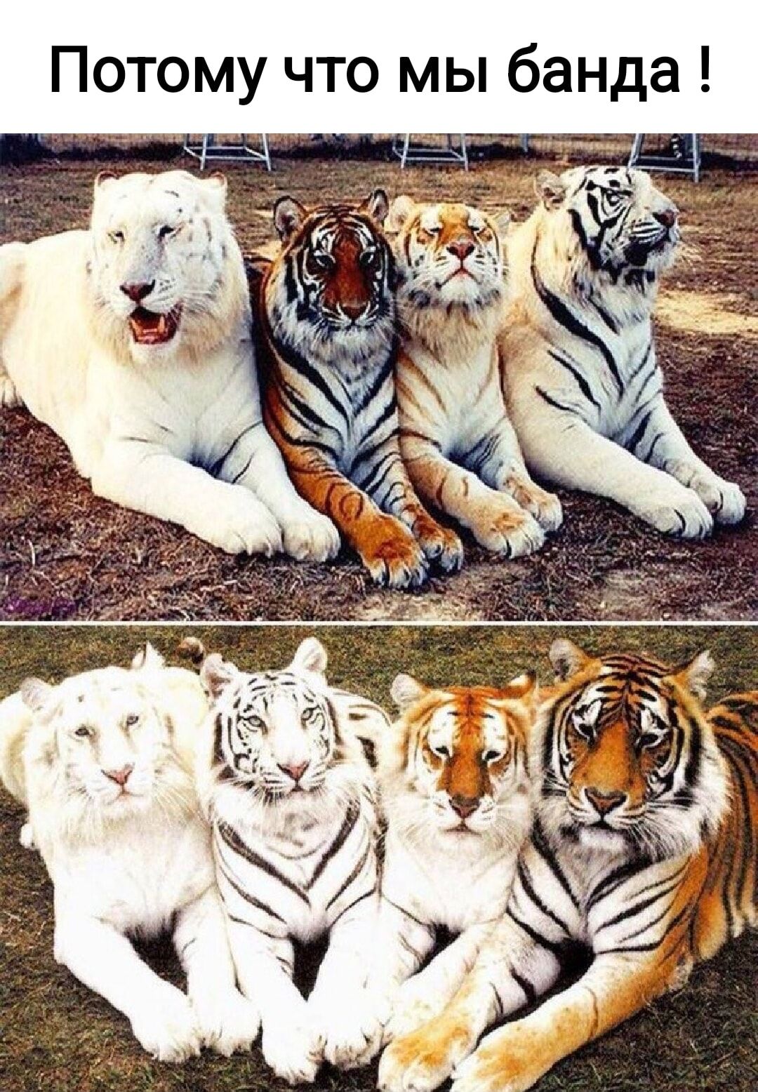 Названия видов тигров. Виды тигров. Расцветки тигров. Тигры разных видов. Редкие тигры.