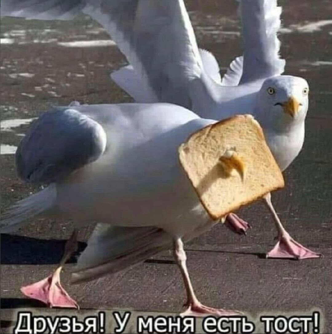 Чгйётіяцееть тоепп