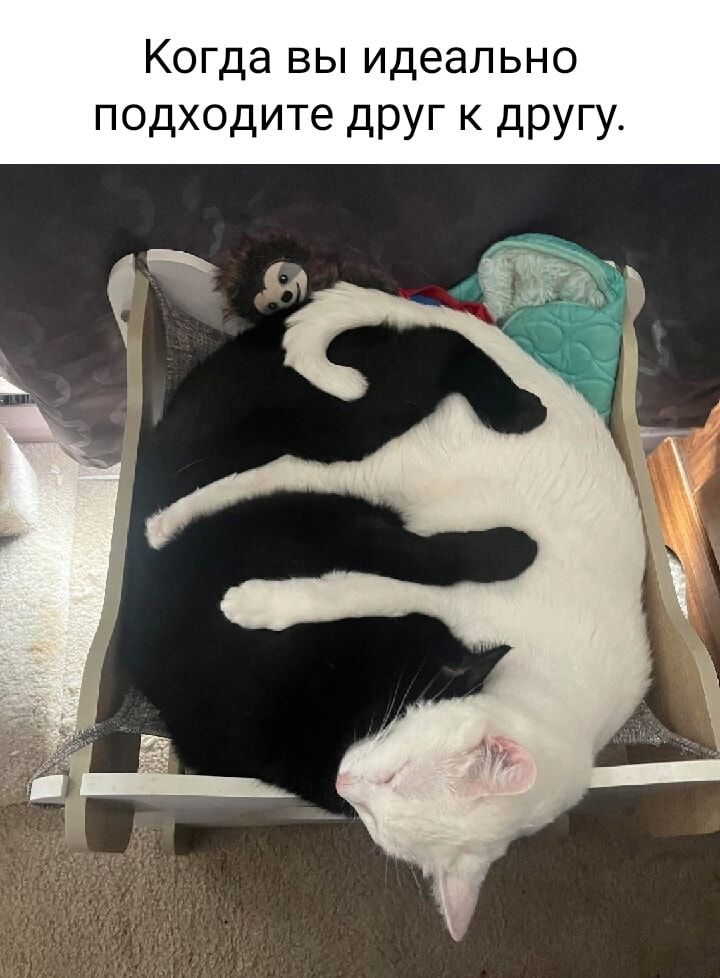 Когда вы идеально подходите друг к другу Чи