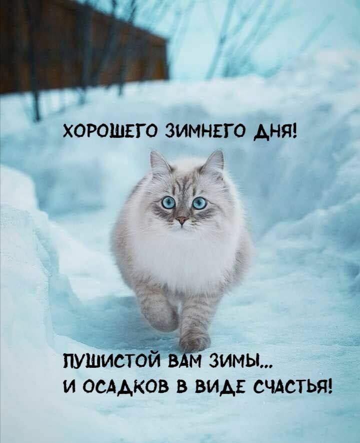 ХОРОШЕГО ЗИМНЕГО АНЯ 1 пушйстои зимы И ОСААКОВ В ВИДЕ СЧАСТЬЯ